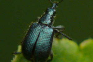 Bucarka. A legkisebb weevil életmódja